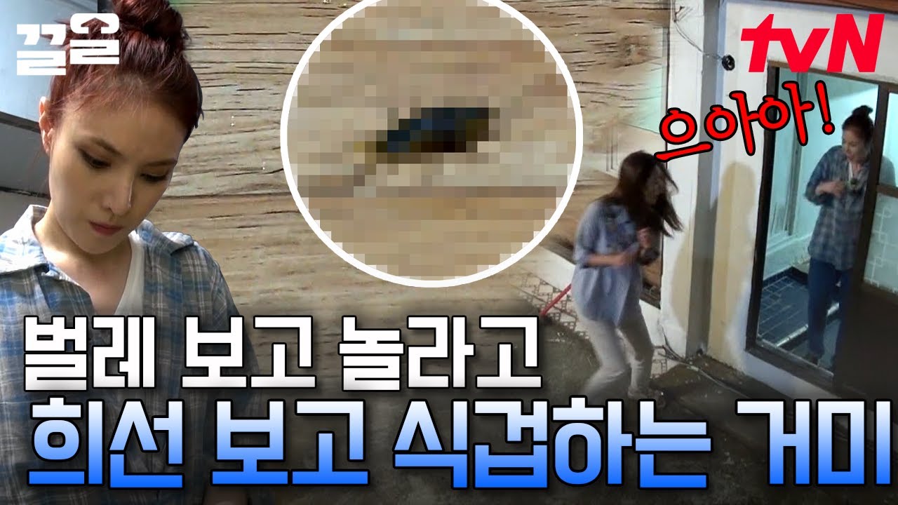 꺄악~ 갯강구 보고 놀란 거미,, 김희선 보고 다시 심장 부여잡음 ㅋㅋ 겁 많은 모습이 너무 귀여워잉🥰 | 섬총사