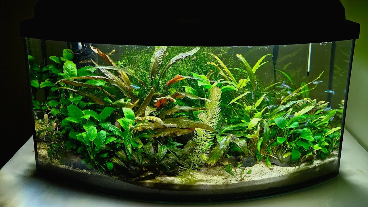 Akwarium 54L