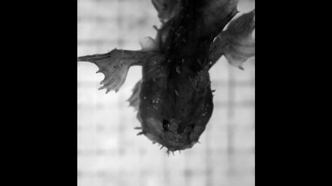 High speed suction feeding outtakes