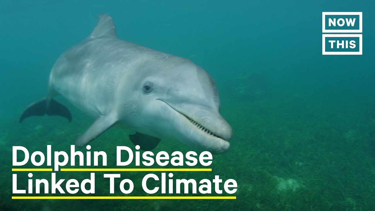 Deadly Dolphin Skin Disease Linked to Climate Crisis