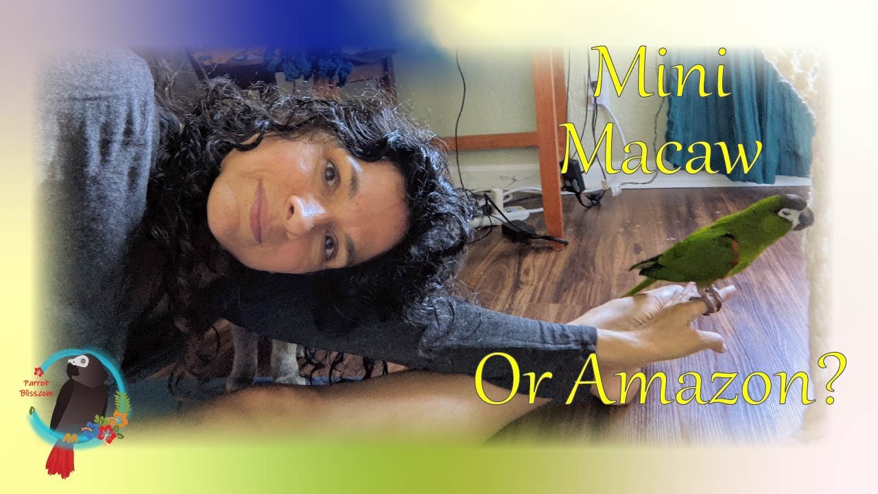 Is An Amazon Parrot Or A Mini Macaw Best When Weather Keeps Them Indoors?