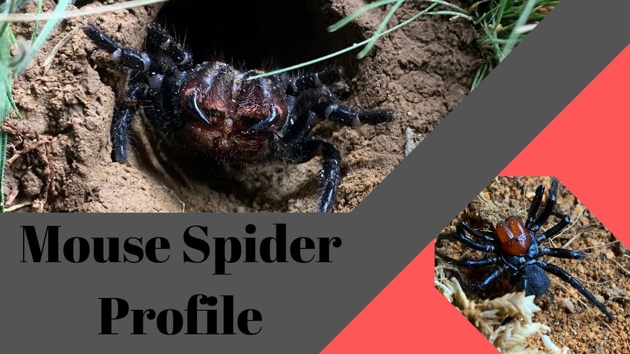 Spider Profile: How dangerous are Mouse Spiders?