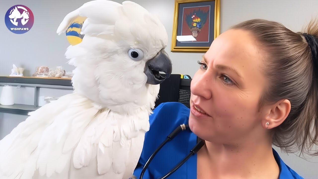 This Sick Cockatoo Survived 8 Surgeries And Found Joy With the Vet Who Saved Him