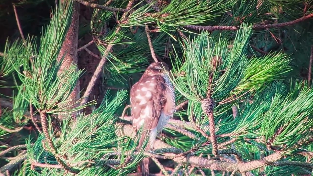 Female Sparrowhawk, East Halton, Lincolnshire, UK, 31.01.26.