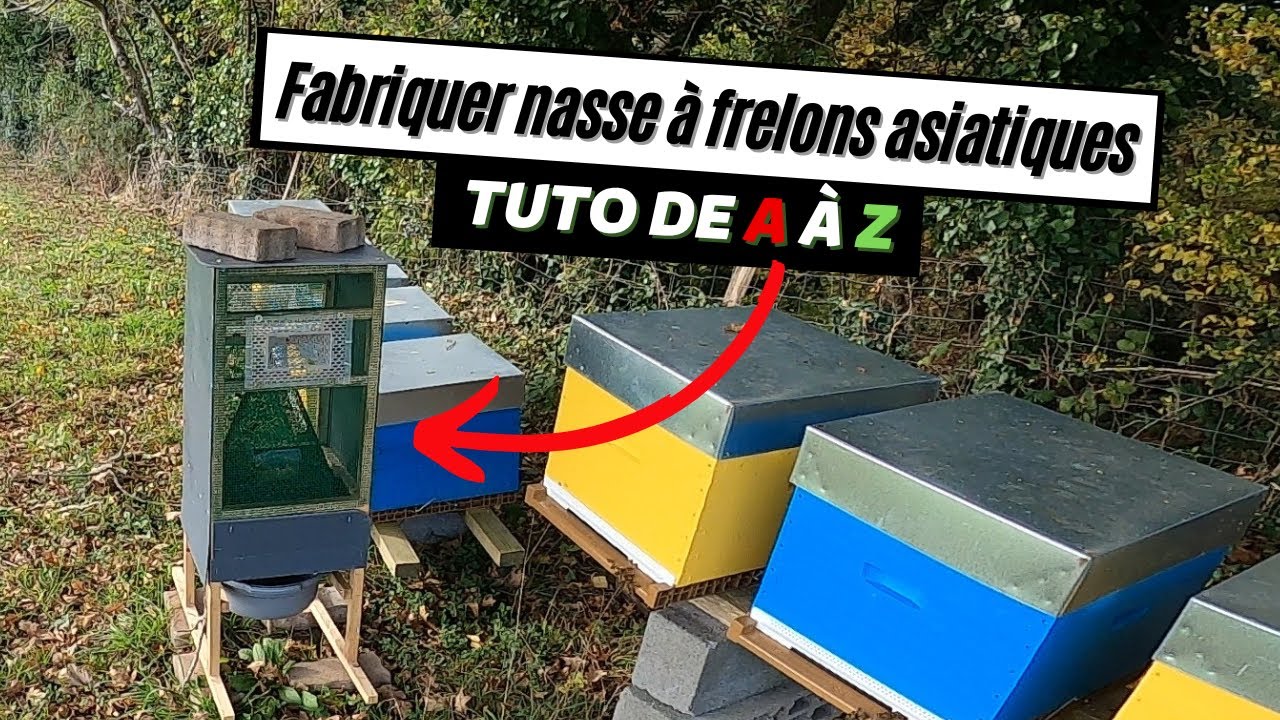 Piège nasse contre les frelons asiatiques : toutes les étapes de A à Z