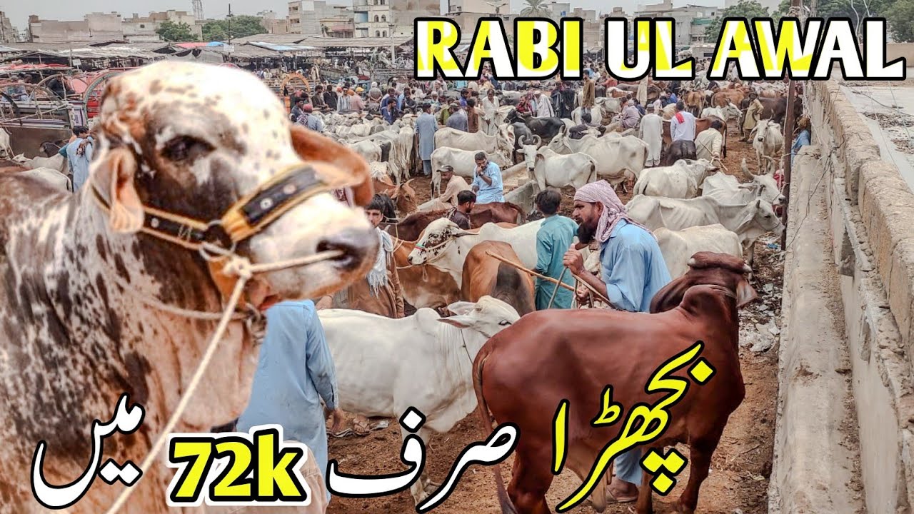 Malir Mandi 2025 26 August | Rabi Au Awal Mein Sasta Janwer 72 Hazar Ka | Cow Mandi 2025