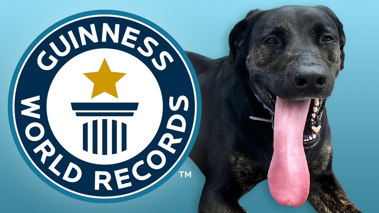 Longest Tongue on a Dog - Guinness World Records