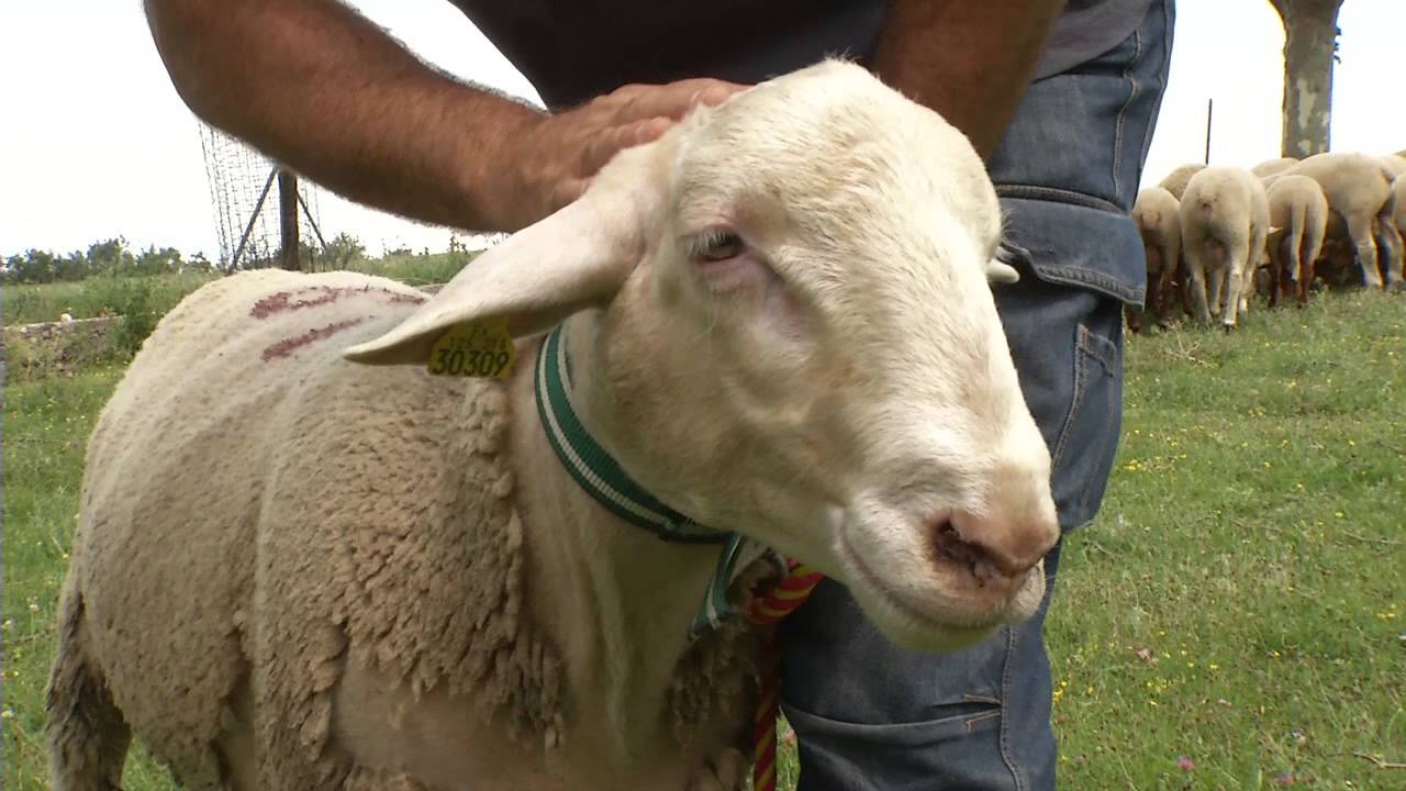 Agneau de Sisteron : nos races