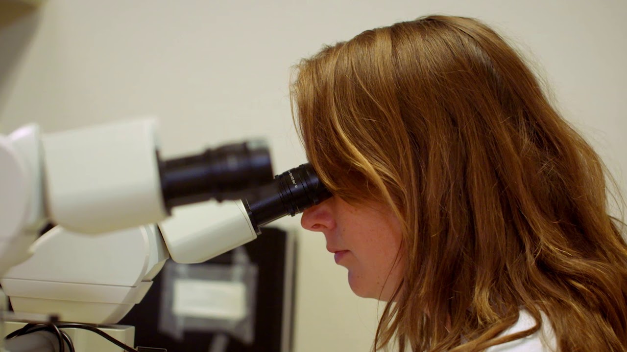 Diabetes Fonds - transplantatie van de stamcellen deel 1