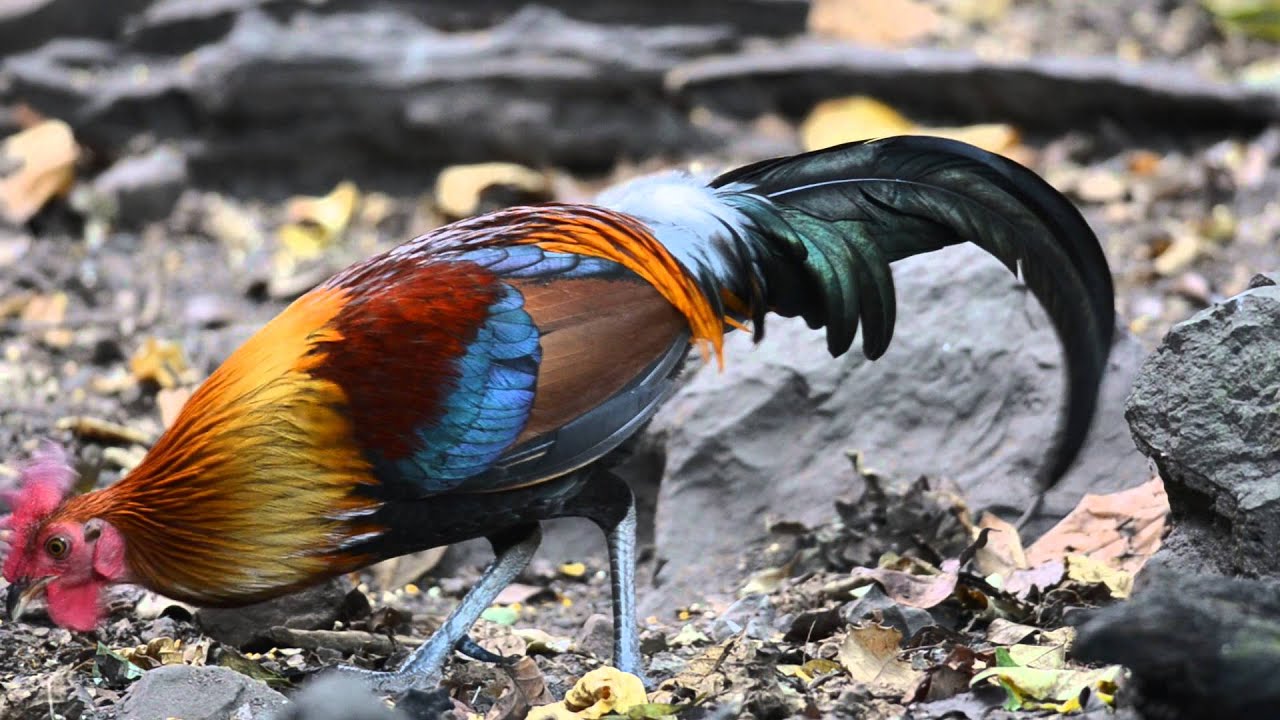 red junglefowl (Gallus gallus)/male