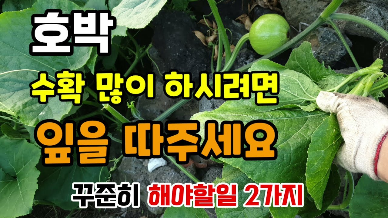 호박잎 따는 이유 호박이 떨어지는 이유 호박밭에 2가지만 해주면 호박 많이 달립니다. #호박잎따기 #호박키우기 #호박추비방법