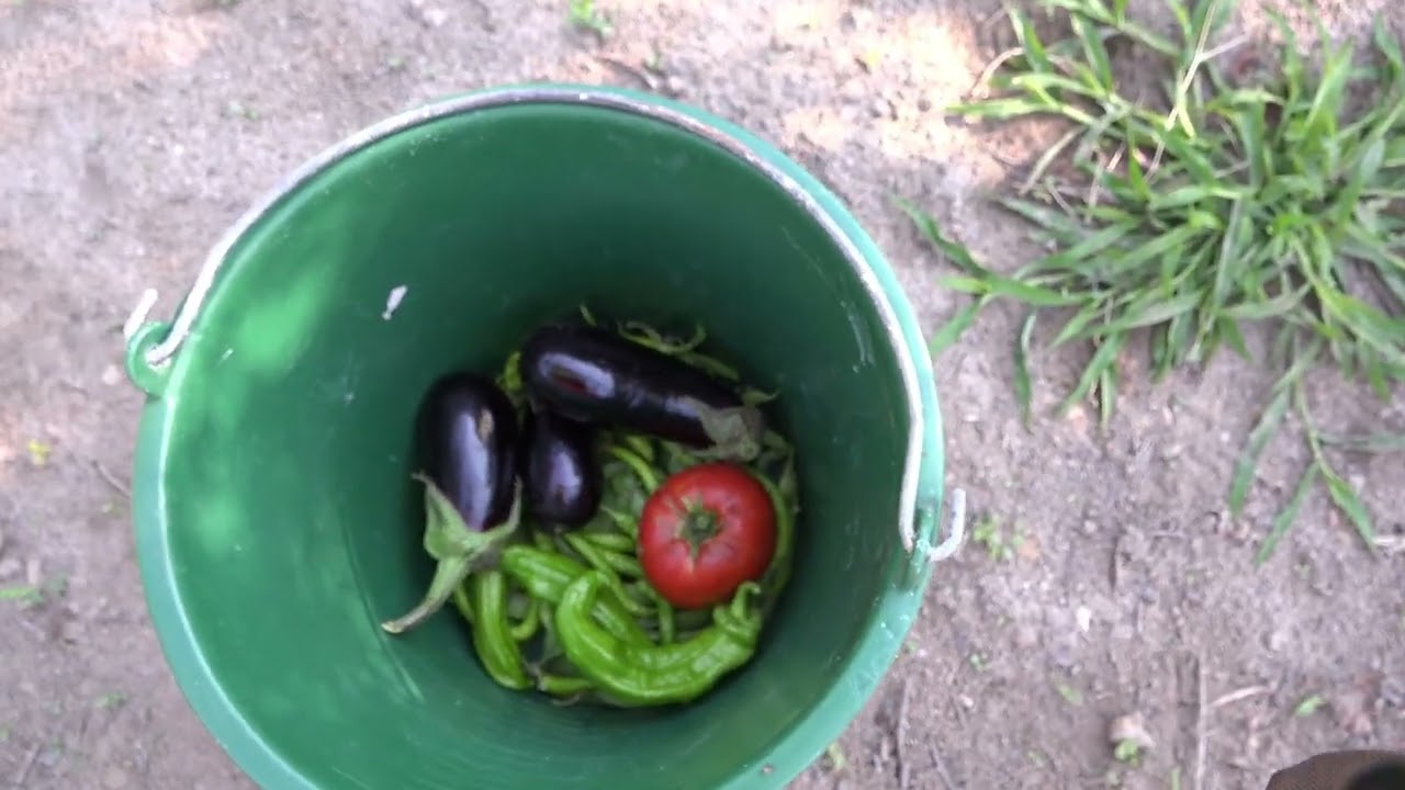 El empeño da su fruto, ya comienzo a tener producción en la huerta
