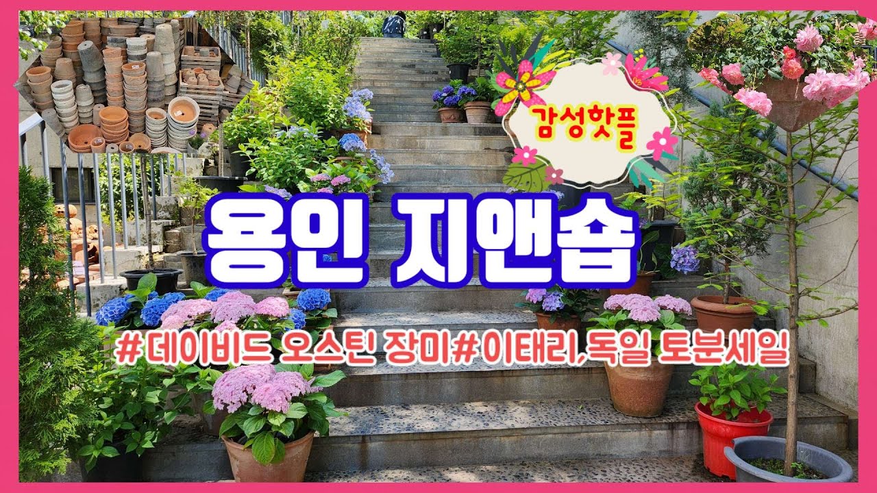 감성꽃집 용인 지앤숍 ㅣ오스틴영국장미&이태리,독일 명품 토분을 함께 할수 있는곳 #토분 세일중 #용인 핫플#영국장미