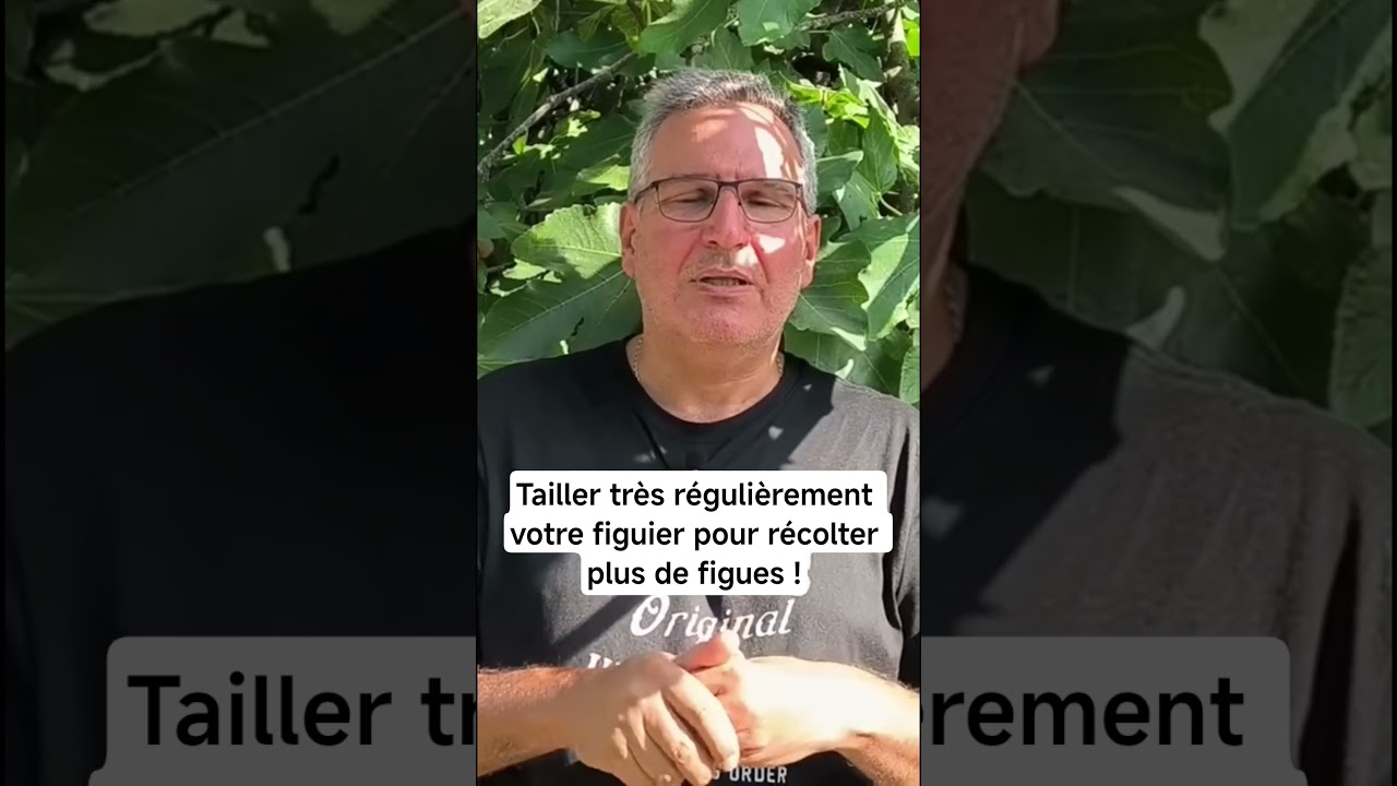 Votre figuier doit &ecirc;tre taill&eacute; chaque ann&eacute;e (pour r&eacute;colter plus de figues !) #jardin #figue #figuier