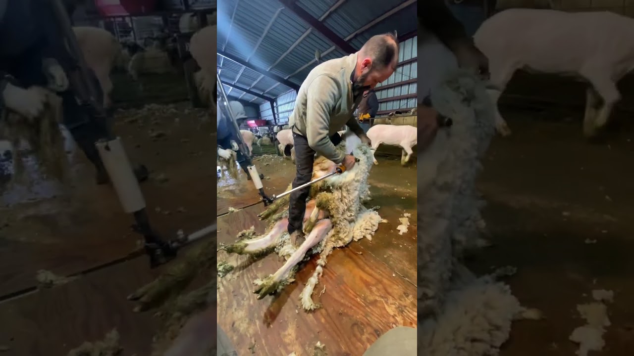 Satisfying Sheep Shearing ASMR with Heiniger Icon FX