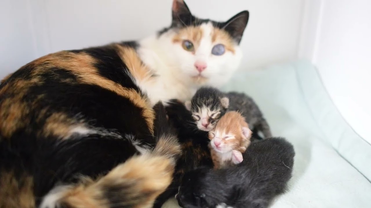 История TinyKittens 🐾❤️
