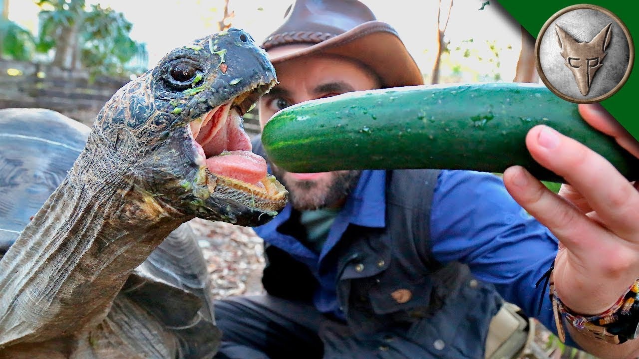 Ogromny żółw z Galapagos z Brave Wilderness Polski! Spotkanie z Buckshotem!