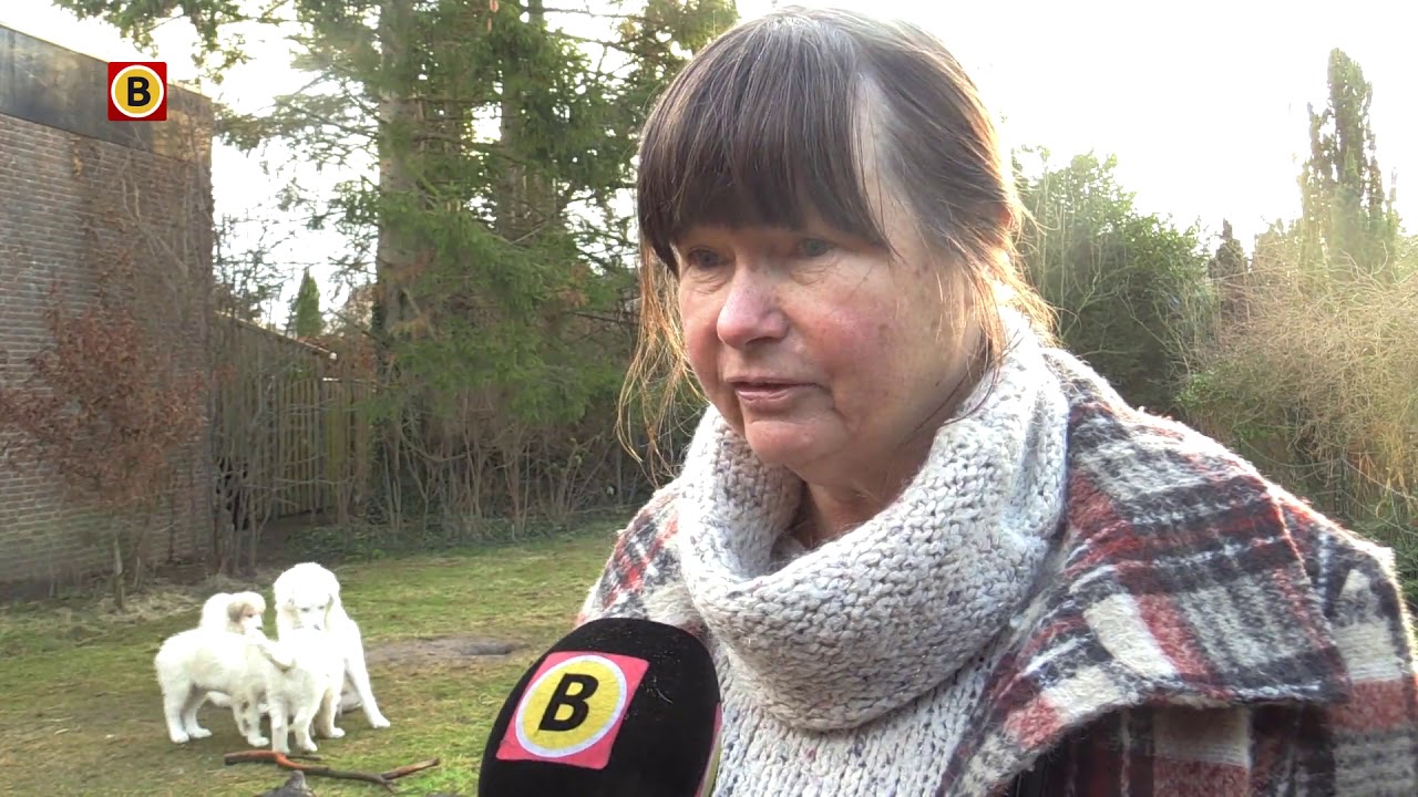 Puppy's met een speciale missie: schapen beschermen tegen wolven