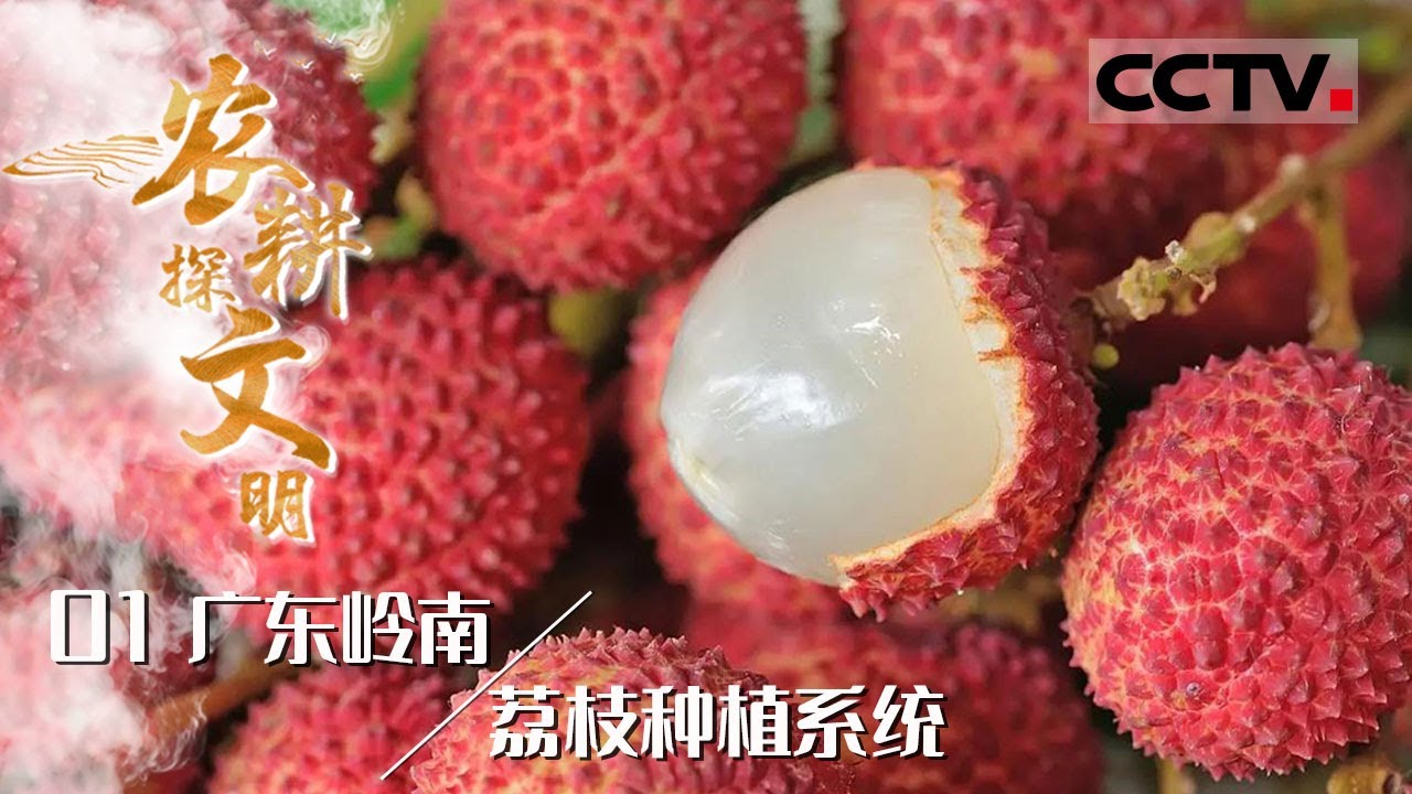 《2024农耕探文明》01 广东岭南：岭南为什么会种植荔枝？看人们如何苦心栽培 将曾经的酸涩野果变成人间美味——荔枝种植系统【CCTV纪录】