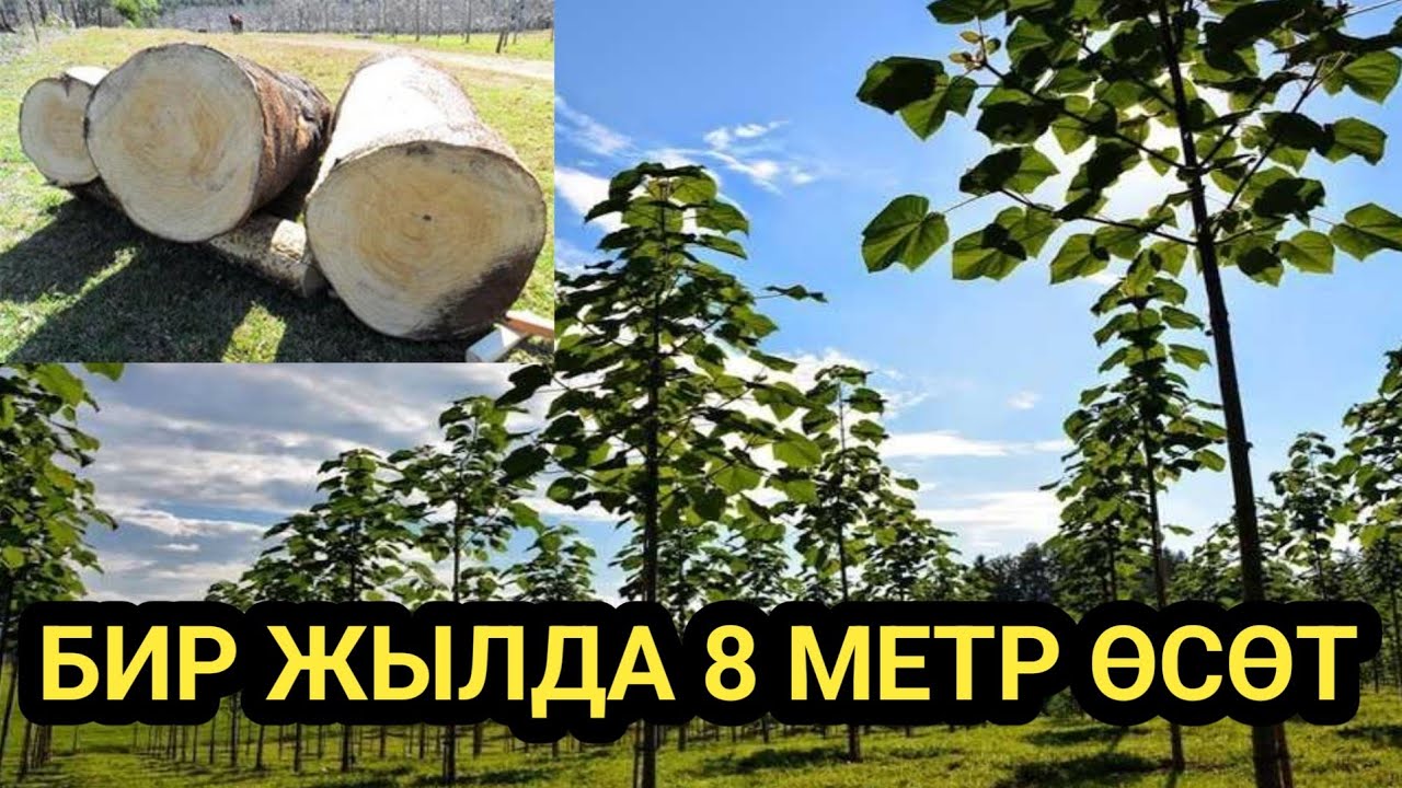 ПАВЛОНИЯ ДАРАГЫ ТЕЗ ӨСӨТ ЖАНА ТЕРЕКТЕН КЫМБАТ