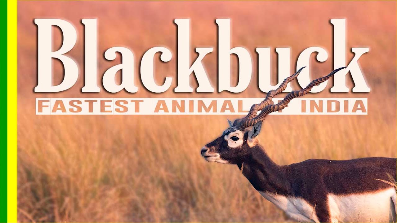 The Blackbuck a.k.a Indian antelope (Antilope cervicapra) from Blackbuck National Park in Velavadar
