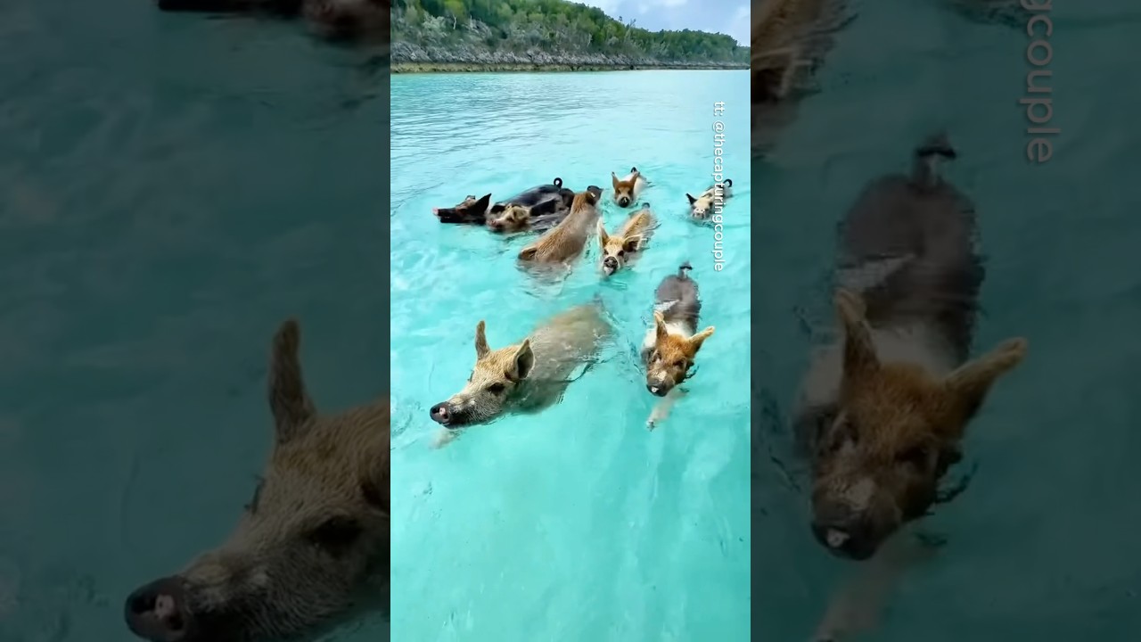 Places in Bahamas that don't feel real 🇧🇸🤯 #travel #adventure #explore #nature #bahamas