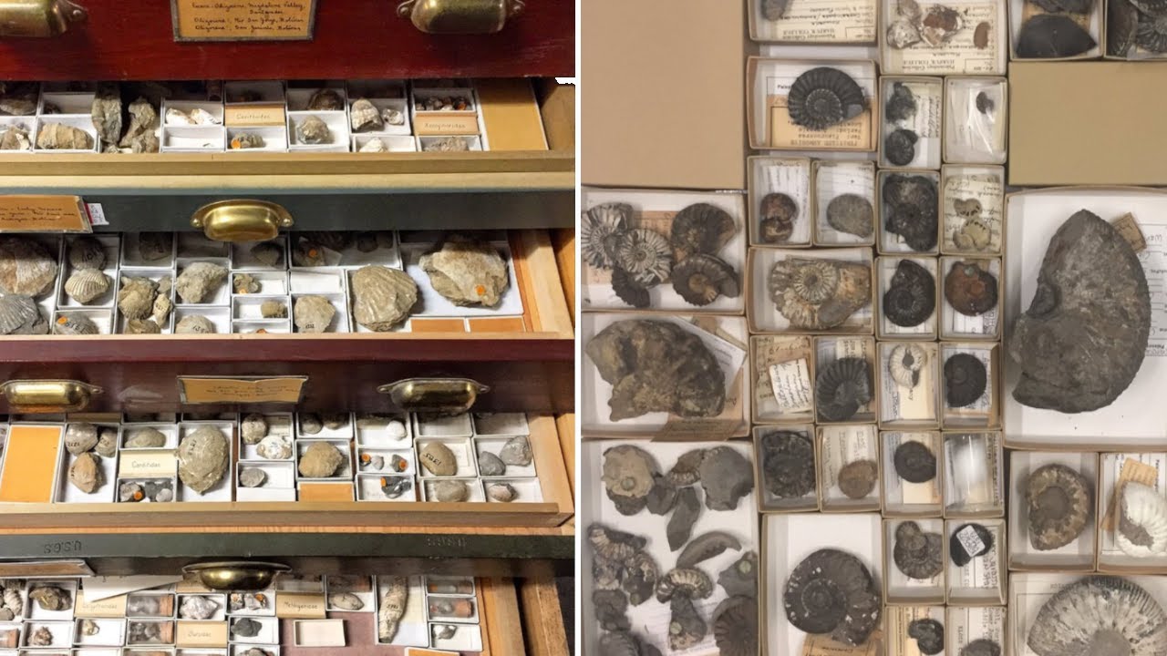 Comment faire une collection de fossile