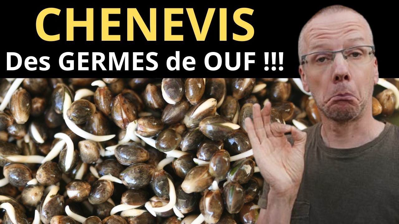 Comment PREPARER le CHENEVIS autrement ?