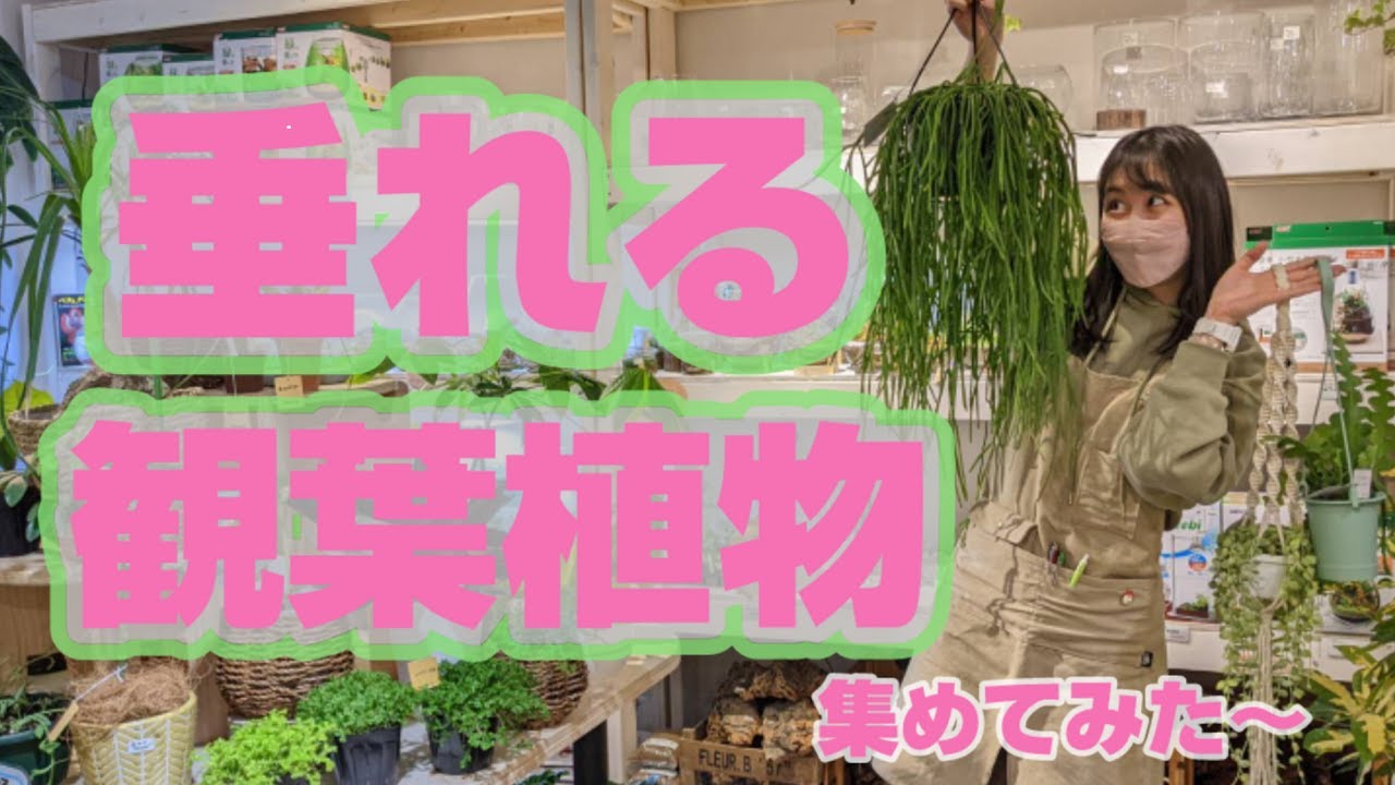 【垂れる観葉植物集めてみました〜】おしゃれ編！《NOKO'sちゃんねる》《ノコズ》