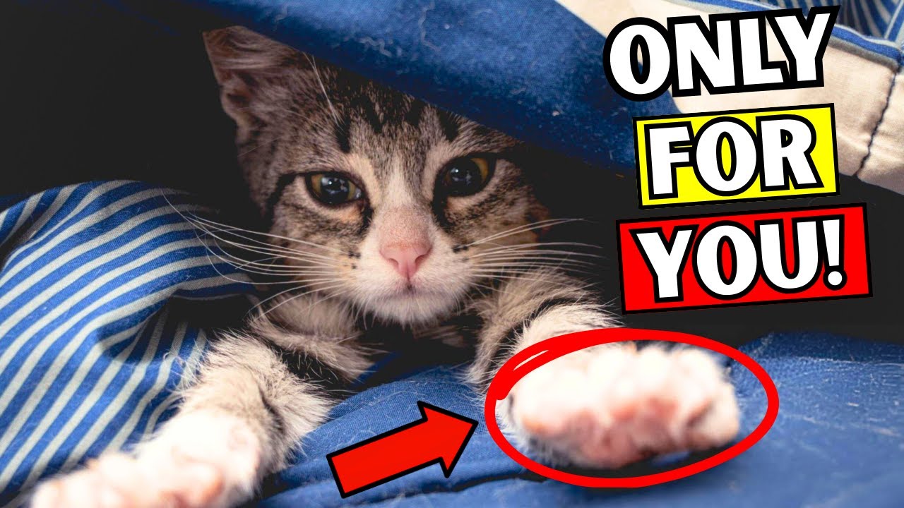 8 Things That Cats Do ONLY for Their FAVORITE Person!