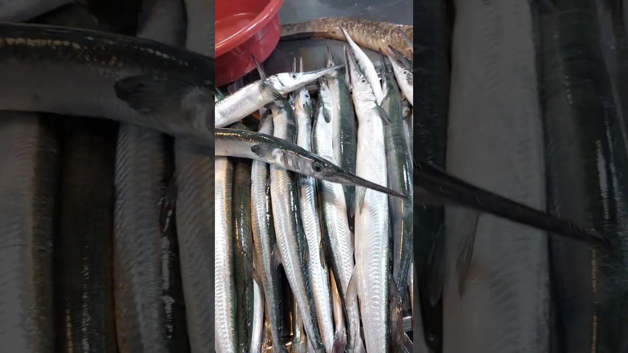 needle fish🪡 #fish #needlefish #trending #viral