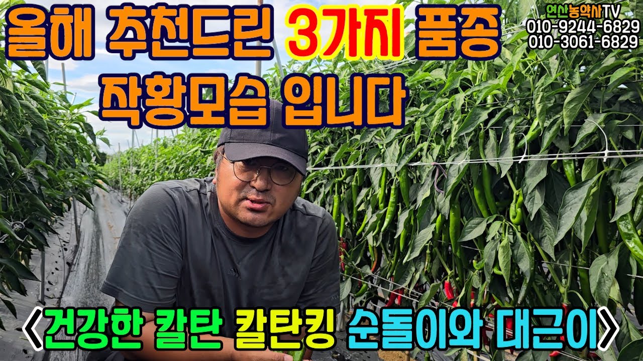 EP. 198 건강한 칼탄 ,칼탄킹, 순돌이와 대근이,  올  해  새롭게  추천드린  품종들  작황  보여드립니다!