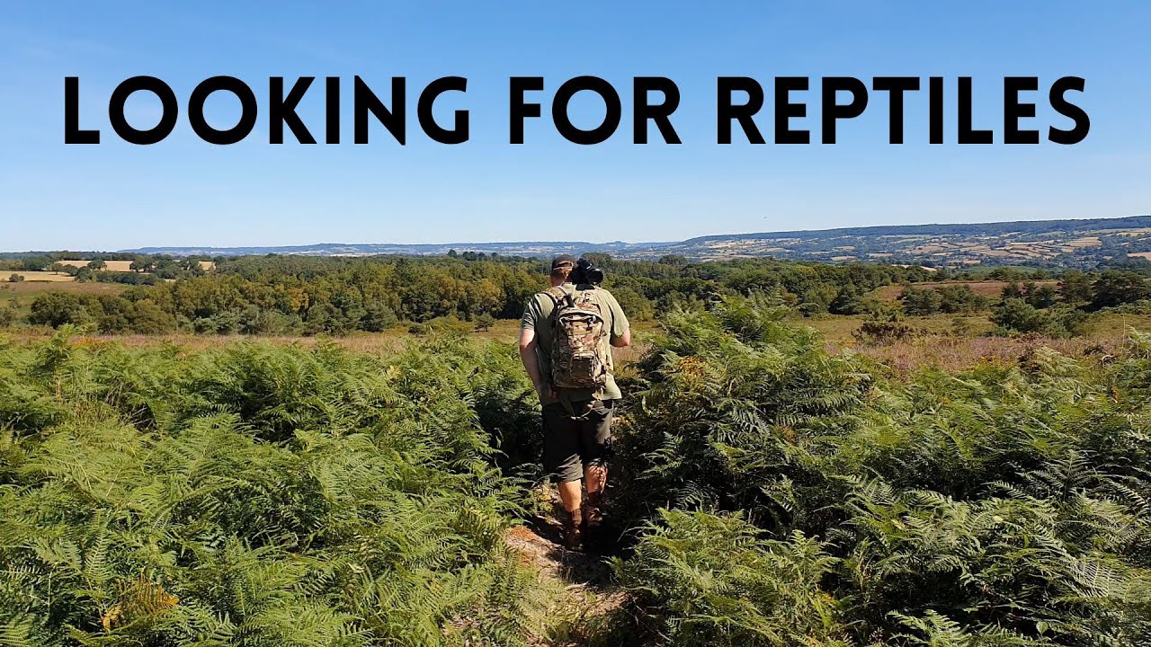 Searching for REPTILES on AYLESBEARE COMMON - Nature Diaries