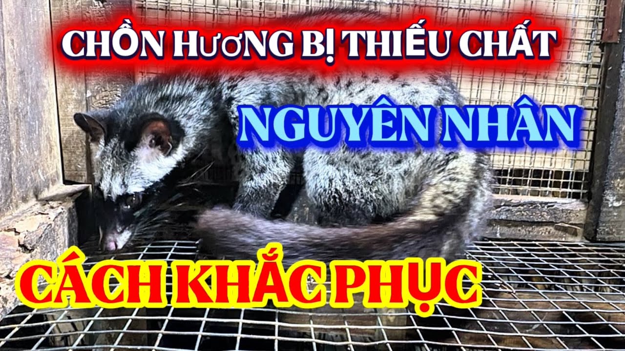 Cách nhận biết chồn hương thiếu chất và giải pháp nuôi khỏe lâu dài,@Giongchonhuong