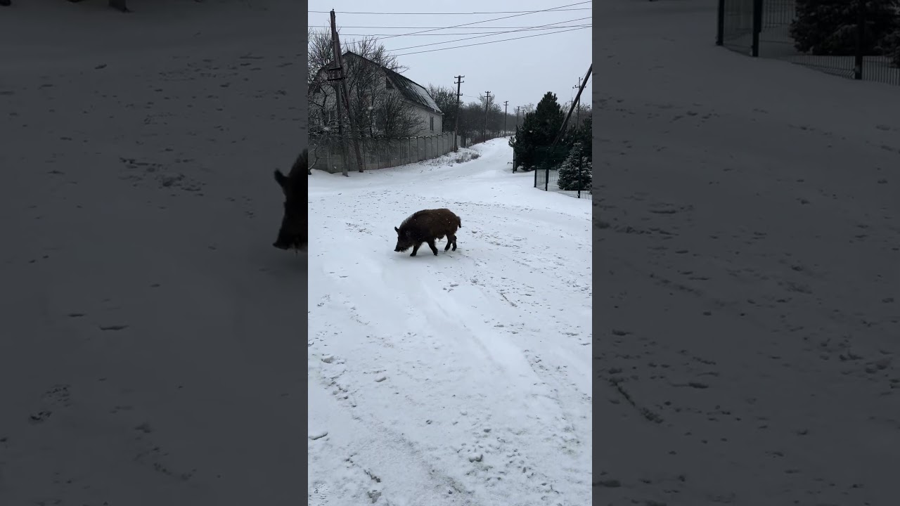 Ещё и уговаривать надо 😁 #new #животные #лесной #зима #new #newvideo #nature#animals #funny