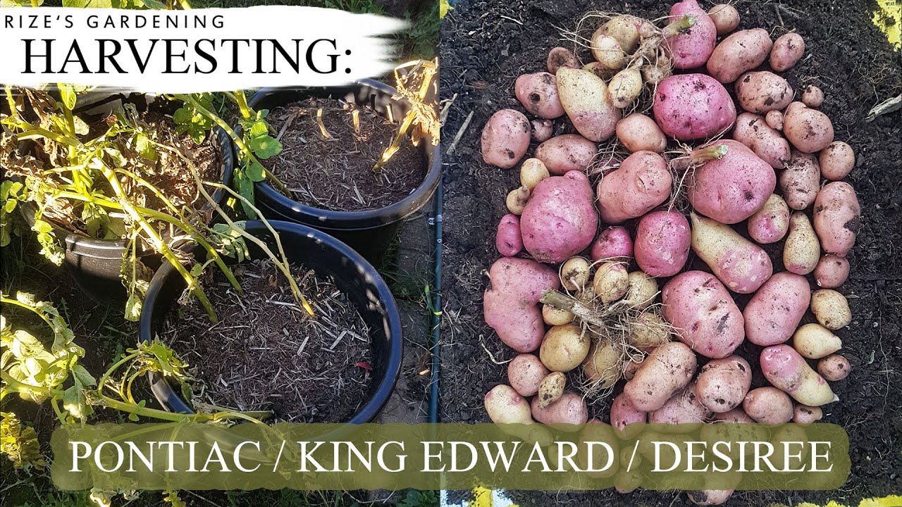 Harvesting some Potatoes in large containers! (Pontiac, King Edward & Desiree) - 75 Days