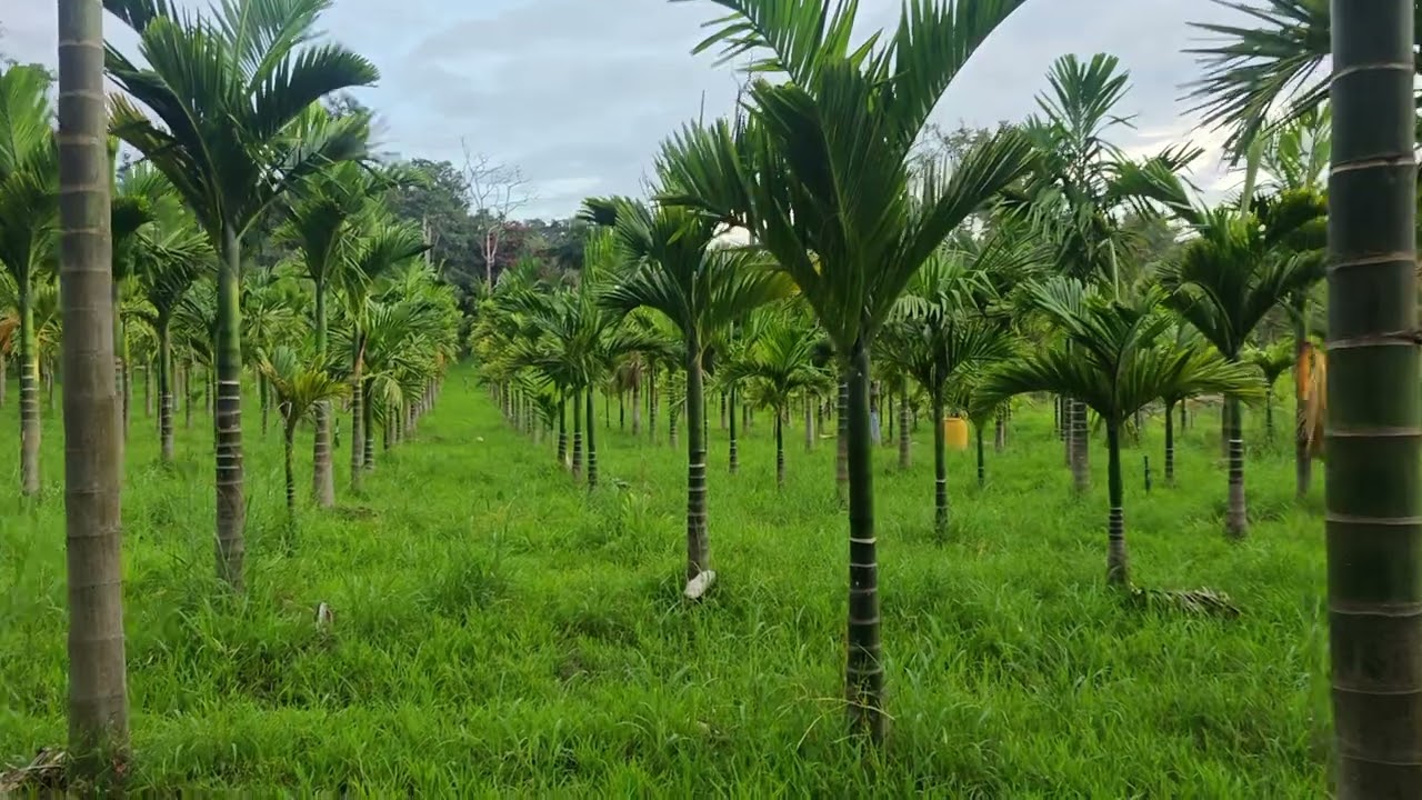 Hiregadde Farm Arecanut Plants 4.6 Year, Oct 23,2025 