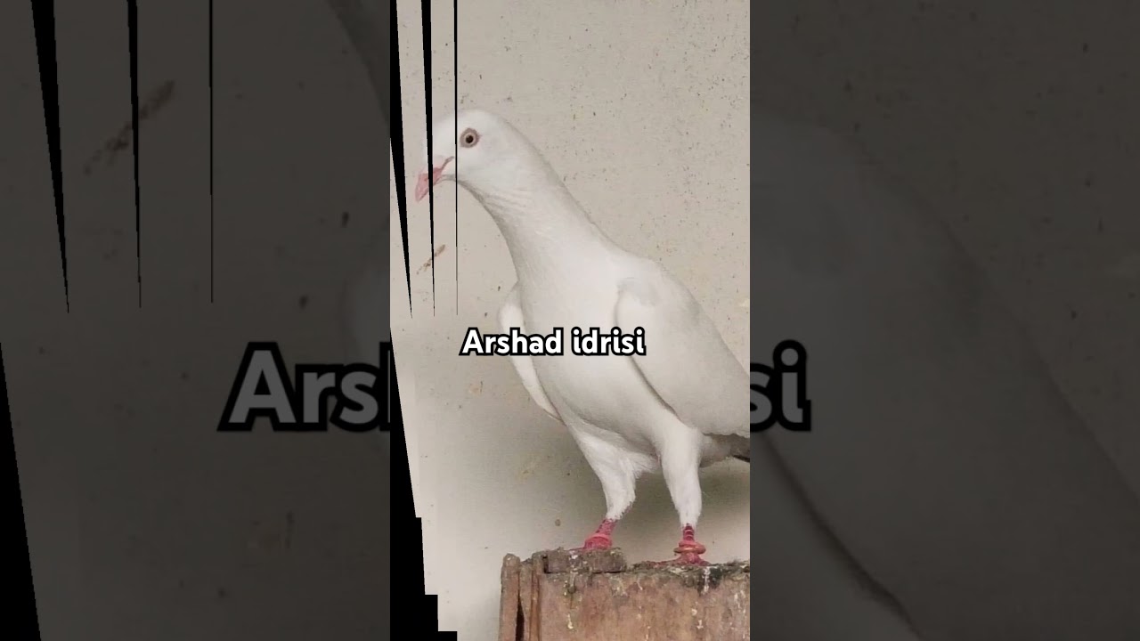 Top 5 Indian Pigeon / #youtubeshorts #pigeonvideo #highflyingpigeons #pigeonstatus