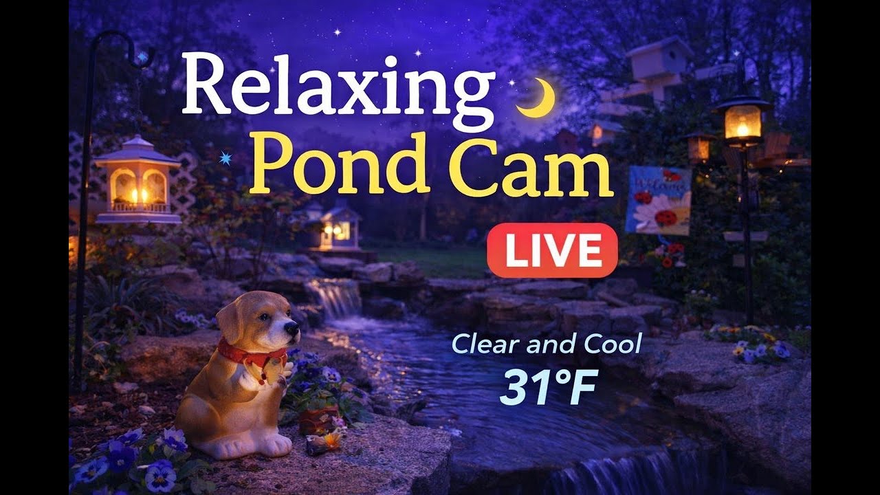 Quiet Backyard Pond LIVE 💧 | Perfect for Relaxing