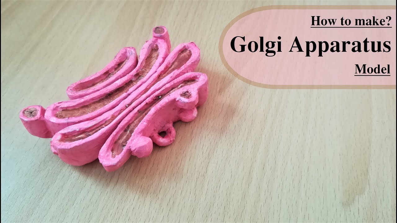 Making Golgi apparatus Model | Holiday Homework
