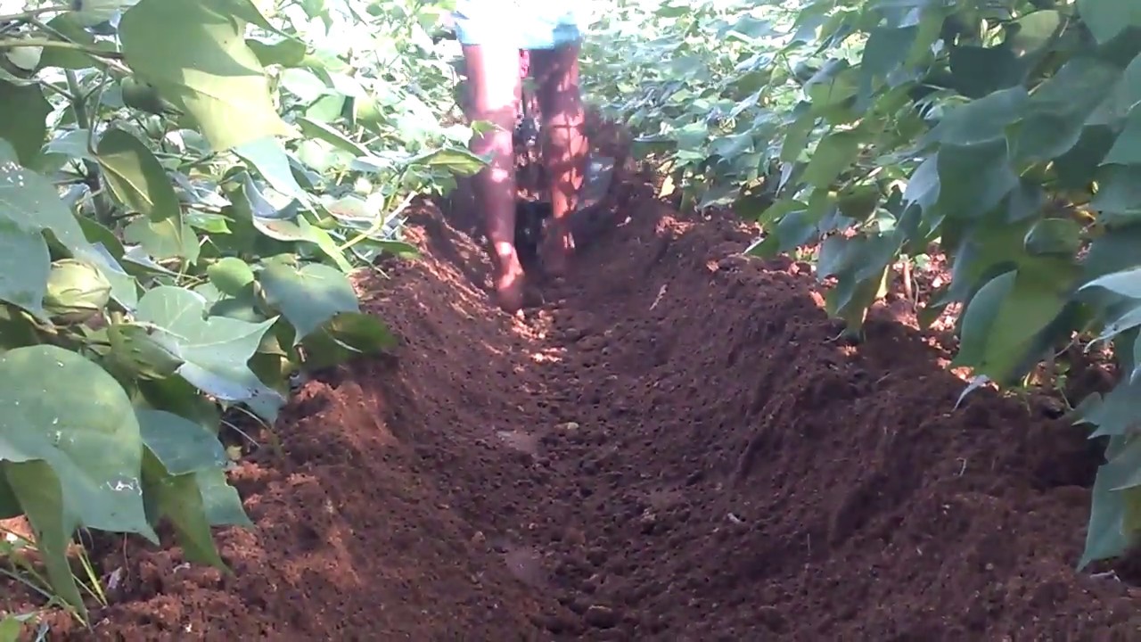 Plough with power weeder in cotton for final intercultivation