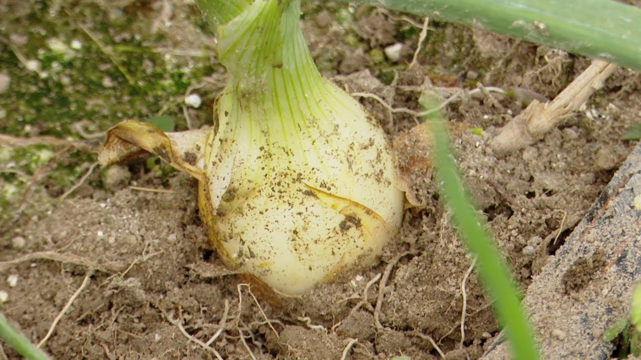 ¡No más importación de Cebolla! exigen productores de Guinope, El Paraíso