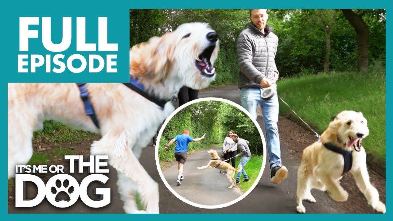 Victoria Almost Gets Knocked Over By OVER-ENERGETIC Lurcher | Full Episode 104 | It's Me or the Dog