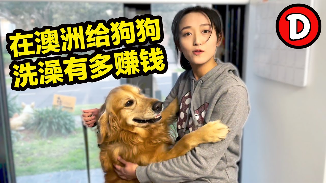 美女小姐姐带你体验在澳洲给宠物洗澡有多赚钱？会秒杀办公室白领的收入吗？ Danny的澳洲笔记
