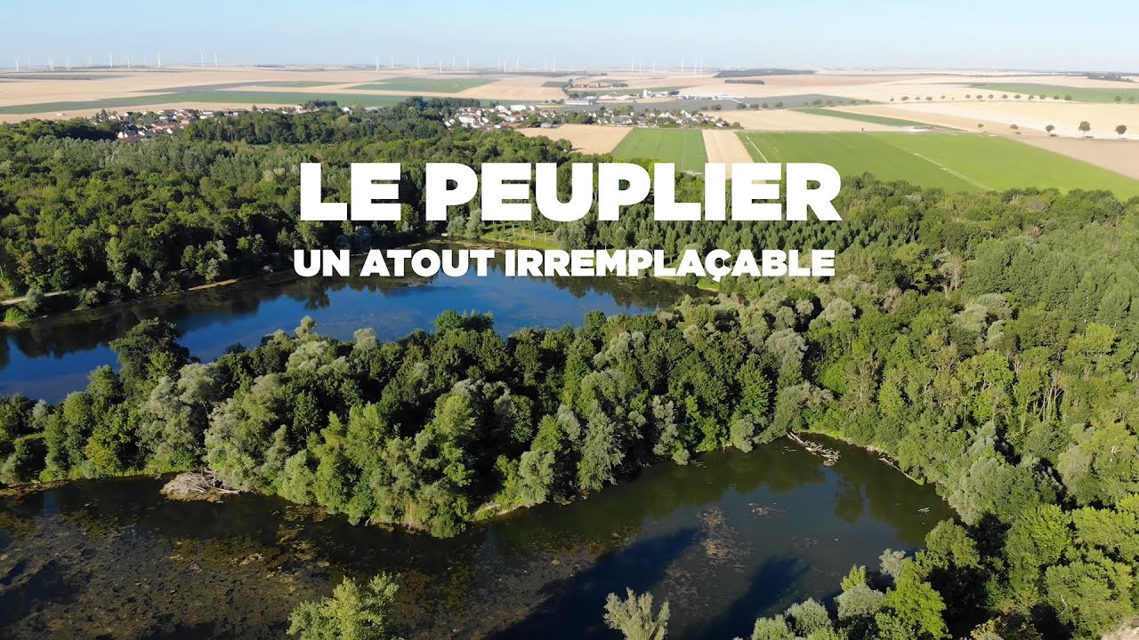 Le peuplier, un atout irrempla&ccedil;able