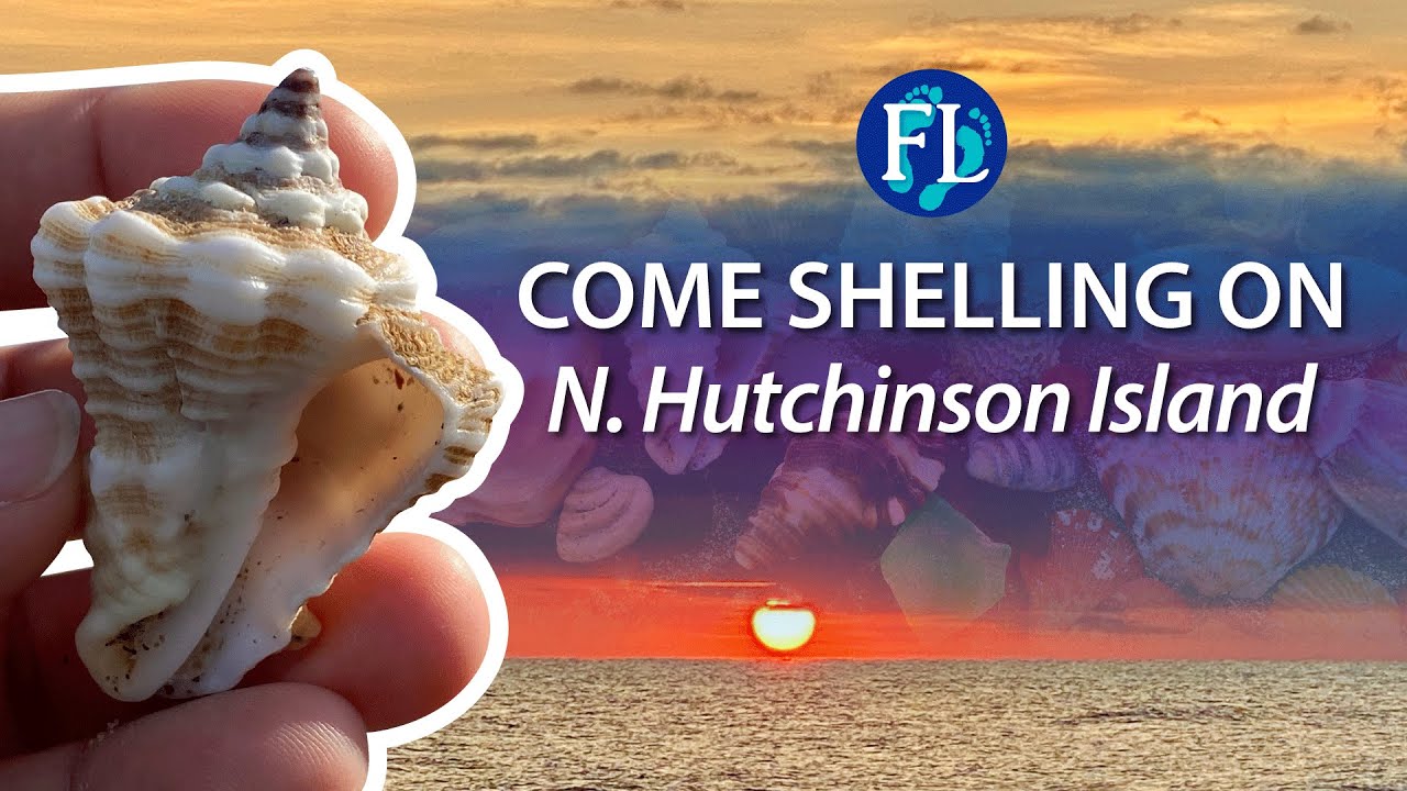 Shelling next to the Atlantic - N. Hutchinson Island