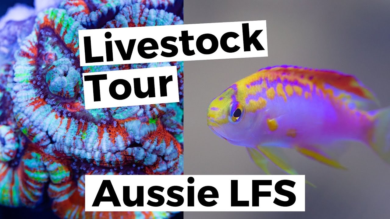 Aussie Fish Store Tour - Coral & Fish to die for!