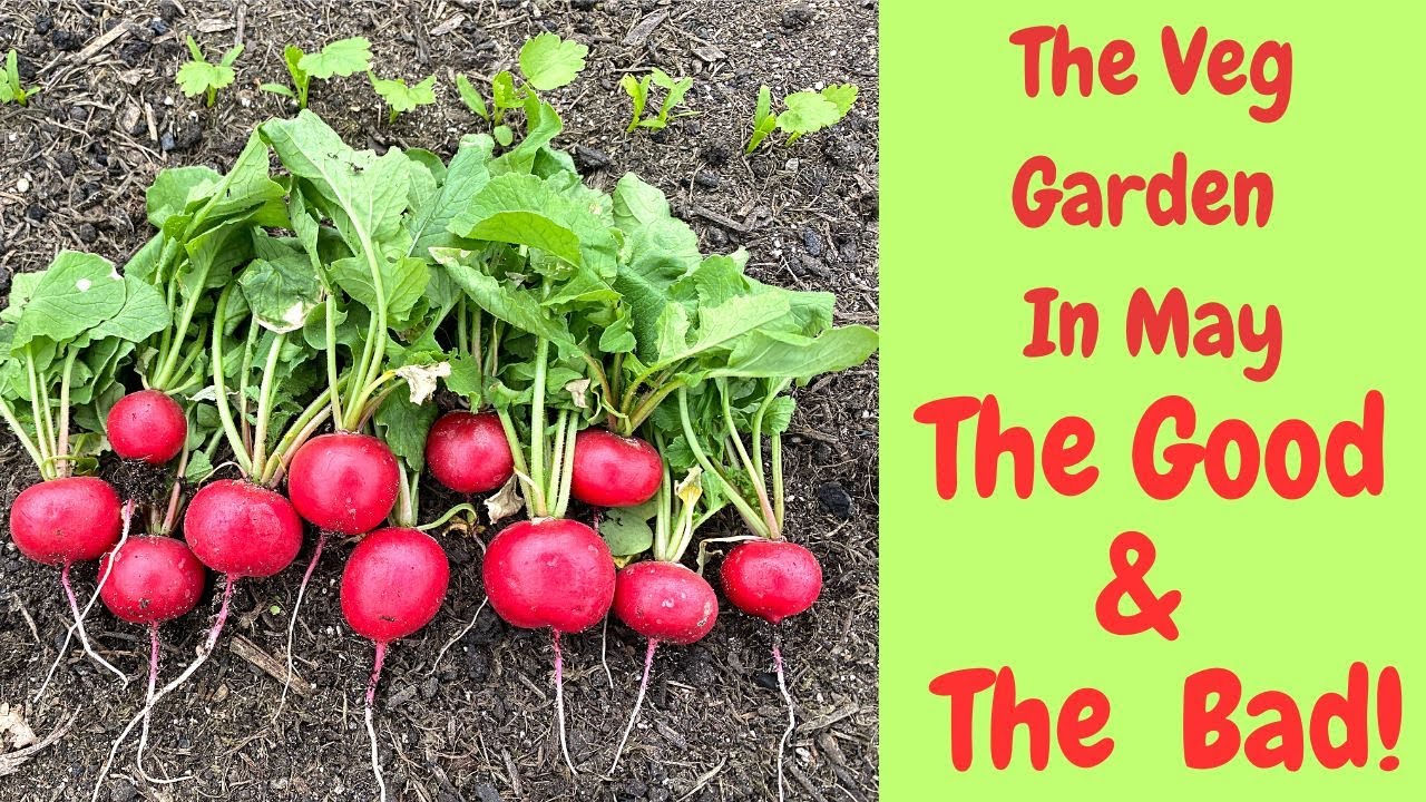 The New Veg Garden In May - What Went Wrong! - & What  Went  Right! #gardeningforbeginners