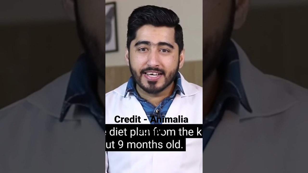 Kittens diet plan|Birth too 9months|