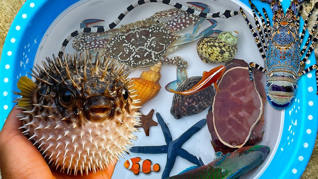 Tangkap ikan buntal dan kerang di laut, kelomang, ikan laut, belut, ikan hias, kepiting, lobster